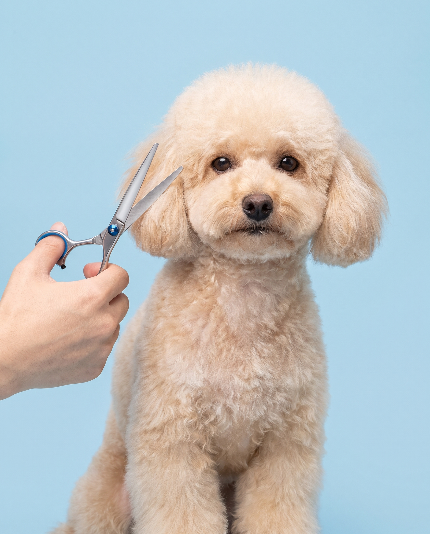 Paws & Polish 3-Piece Pet Grooming Scissors Kit
