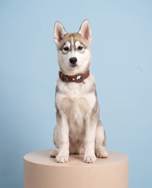 Chestnut Brown Leather AirTag Dog Collar