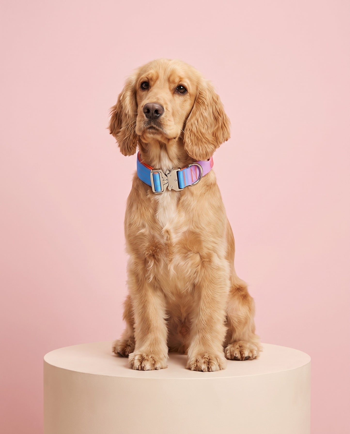 Sunset Dreamer Gradient Tactical Dog Collar