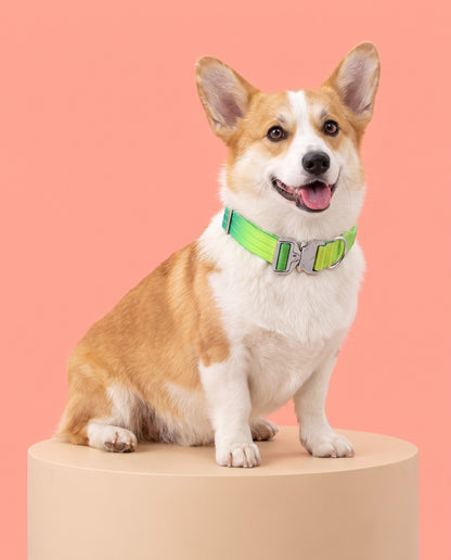 Neon Oasis Gradient Tactical Dog Collar