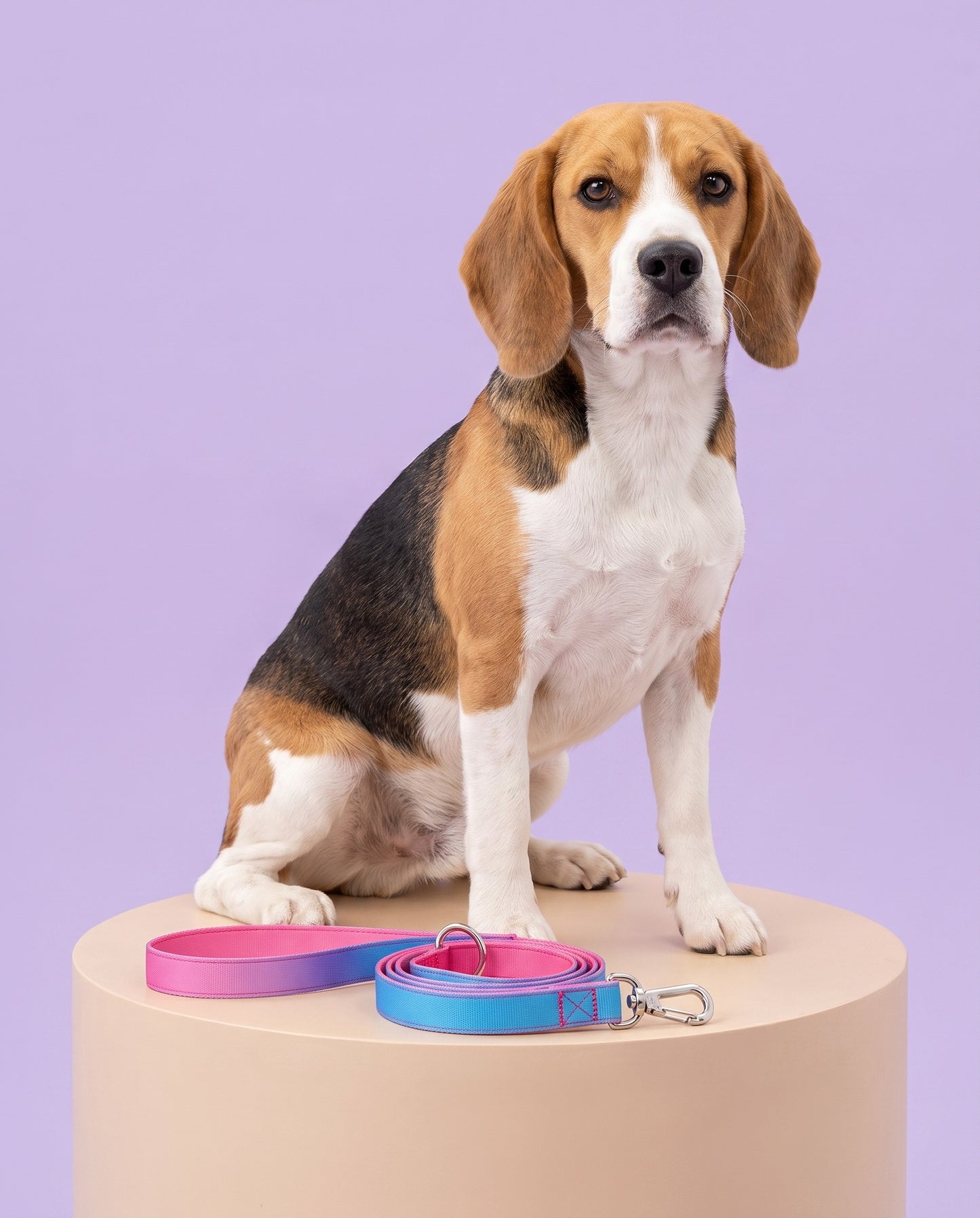 Berry Blast Gradient Dog Leash