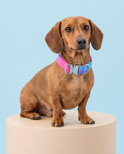 Berry Blast Gradient Tactical Dog Collar