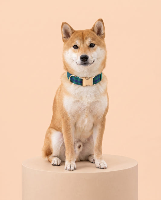 Midnight Forest Plaid Dog Collar