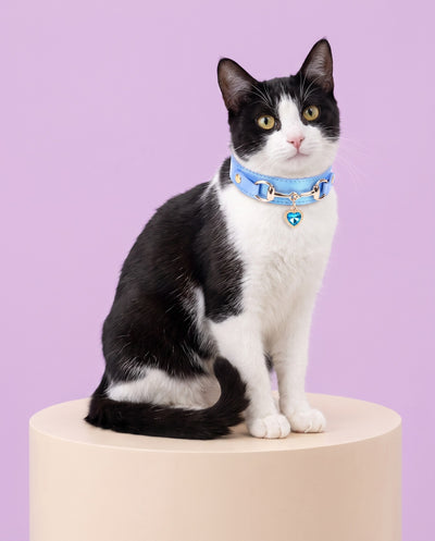 Oceanic Jewel Heart Charm Pet Collar