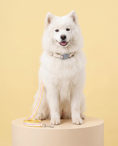 Sunny Days Striped Dog Collar & Leash Set