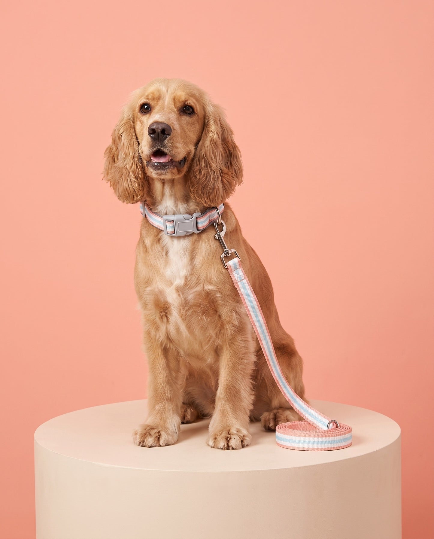 Peachy Keen Striped Dog Collar & Leash Set